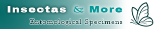 Insectas & More Online Store