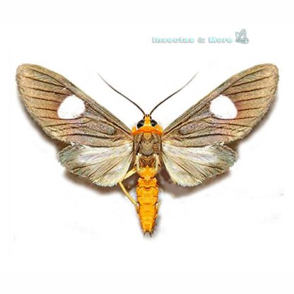 Agaraea sorex | Rare Moth Specimen | Male | Unmounted