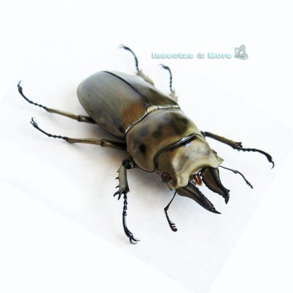 Allotopus Rosenbergi | Golden Stag Beetle | Male 70 mm | Unmounted | Entomology Material