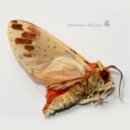 Amaxia sp. | Rare Moth Specimen | Male | Unmounted | Entomology Material