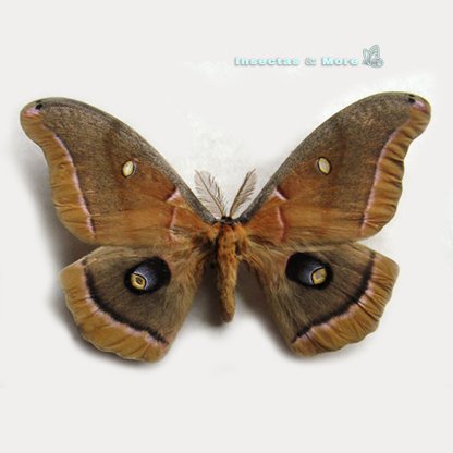 Antheraea polyphemus | Polyphemus Moth | Male | Unmounted