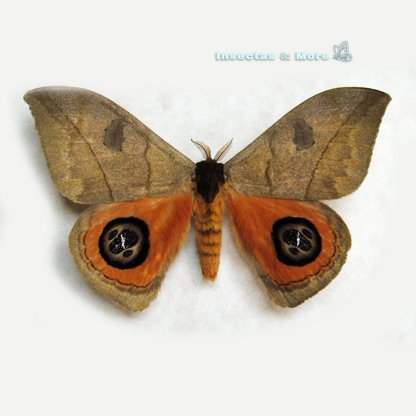 Automeris Liberia | Real Silk Moth | Male | Unmounted