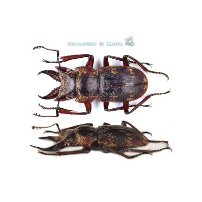 Auxicerus Platyceps | Real Small Devil Stag Beetle | Male 15 mm | Unmounted | Entomology Material