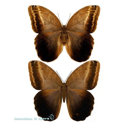 Caligo Teucer Semicaerulea | Giant Owl Butterfly | Unmounted Pair XL | Entomology Material