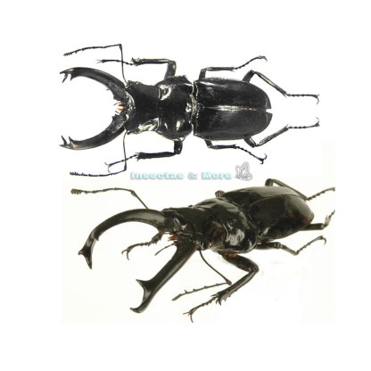 Cantharolethrus Steinheili | Real Stag Beetle | Male | Unmounted | Entomology Material