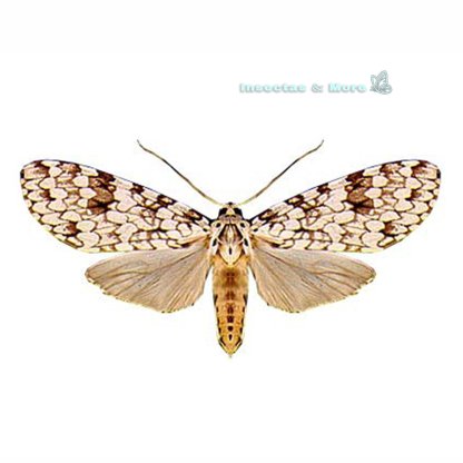 Carales Astur | Real Tiger Moth | Rare Moth Specimen | Male | Unmounted