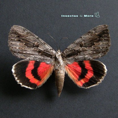 Catocala amatrix Sweetheart Underwing Moth Male Unmounted Taxidermy Entomology Noctuoidea