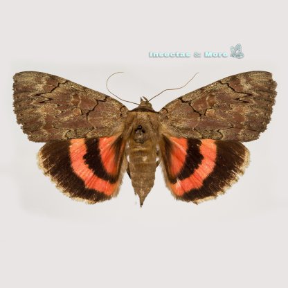 Catocala cara | Underwing Moth | Male | Unmounted