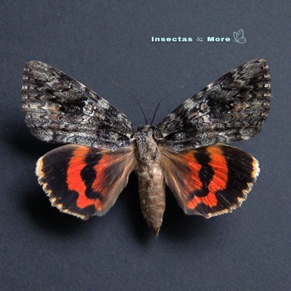Catocala ilia Ilia Underwing Moth Male Unmounted Taxidermy Entomology Noctuoidea