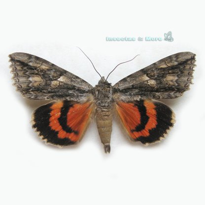 Catocala parta | Mother Underwing Moth | Male | Unmounted