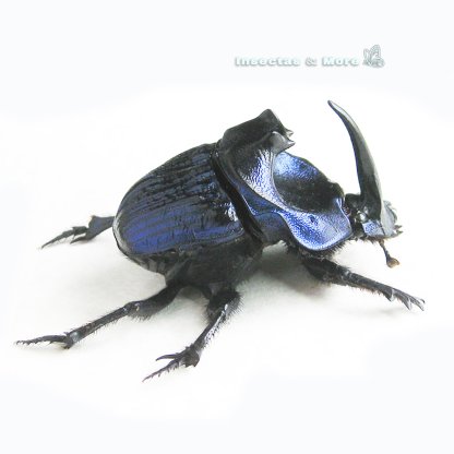 Coprophanaeus (Megaphanaeus) lancifer | Rare Beetle | Male 45–46 mm | Unmounted