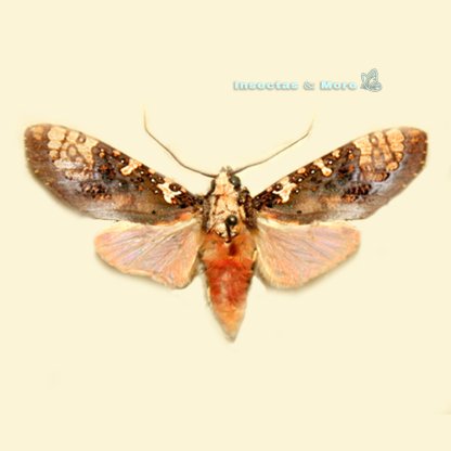 Cresera ilus | Rare Moth Specimen | Male | Unmounted