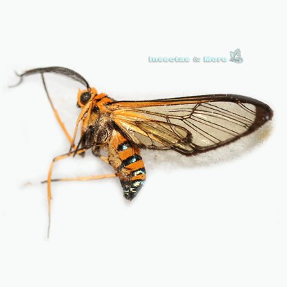 Ctenuchinae sp. | Wasp-Mimic Tiger Moth | Rare Moth Specimen | Male | Unmounted