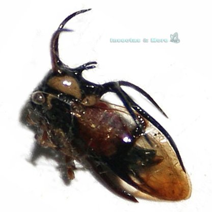 Cyphonia Trifida | Real Membracidae (Treehopper) | Rare Insect Specimen  | Unmounted | Entomology Material