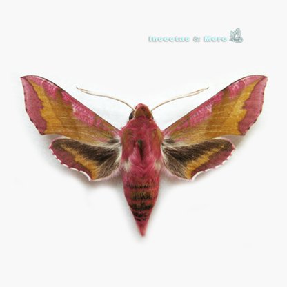 Deilephila porcellus | Small Elephant Hawk Moth | Male | Unmounted
