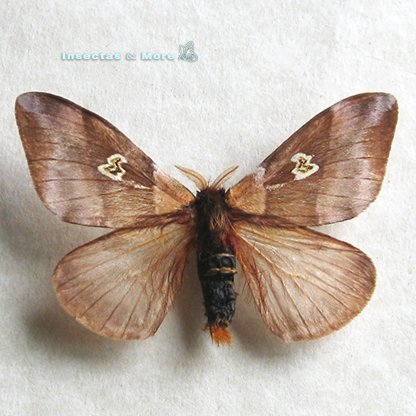 Dirphiopsis Flora | Real Silk Moth | Male | Unmounted