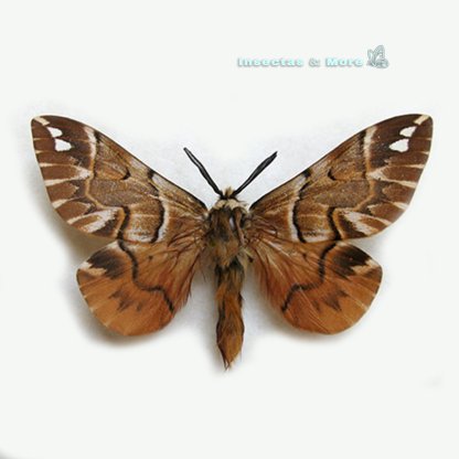 Endromis versicolora | Kentish Glory Moth | Unmounted