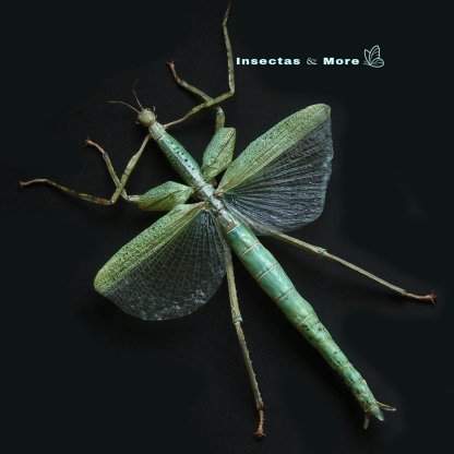 Eurycnema versirubra | Green Giant Stick Insect | Female | Unmounted