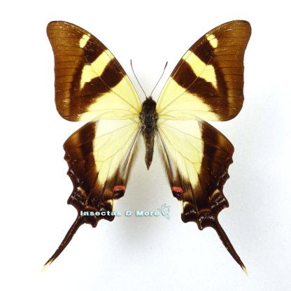 Eurytides Serville | Serville Kite Swallowtail | Unmounted Butterfly | Entomology Material