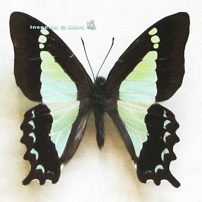 Graphium Sandawanum | Real Apo Swallowtail | Rare Butterfly Specimen | Male | Unmounted
