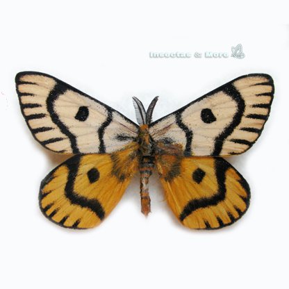 Hemileuca nuttalli | Nuttall’s Buck Moth | Male | Unmounted