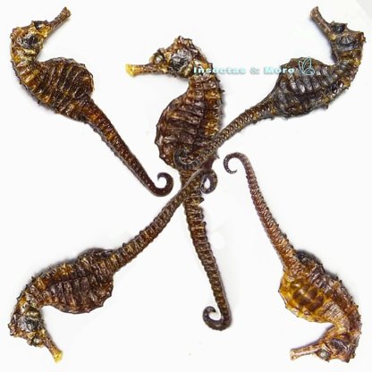 Hippocampus erectus | Real Lined Seahorse | Lot of 5 | Unmounted