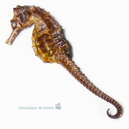 Hippocampus erectus | Real Lined Seahorse | Marine Specimen | Unmounted