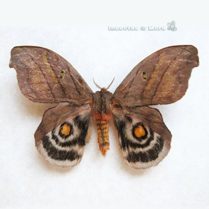 Hyperchiria nausica | Rare Moth Specimen | Male | Unmounted