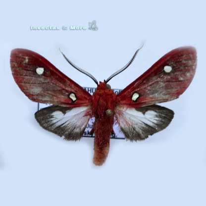 Hypercompe Perflammans | Rare Moth Specimen | Male | Unmounted | Entomology Material