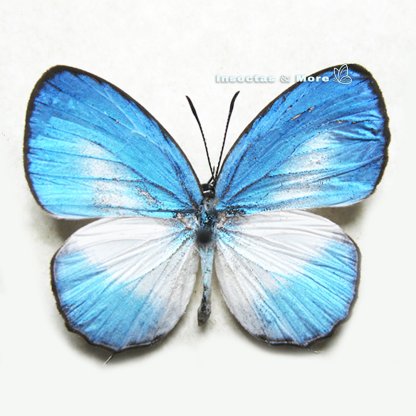 Jamides euchylas | Cerulean Butterfly | Male | Unmounted