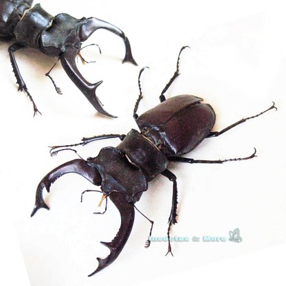 Lucanus Cervus | Real Stag Beetle | Male 75–77 mm | Unmounted