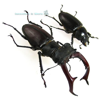 Lucanus Cervus | Real Stag Beetle | Pair 75 mm| Unmounted