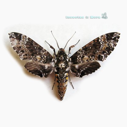Manduca rustica | Rustic Sphinx Moth | Female / Male | Unmounted