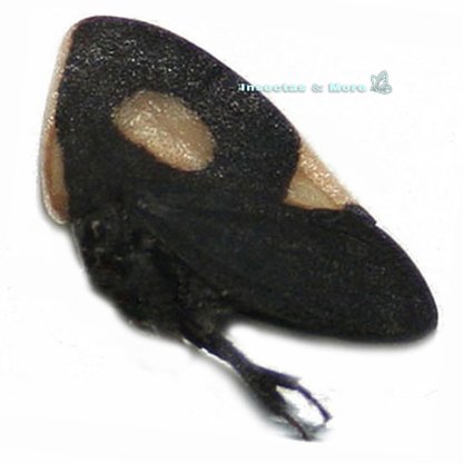 Membracis sp. | Real Treehopper | Male | Unmounted | Entomology Material