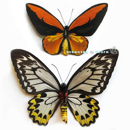 Ornithoptera Croesus Toentai | Golden Birdwing | Pair (M/F) | Unmounted | Entomology Material