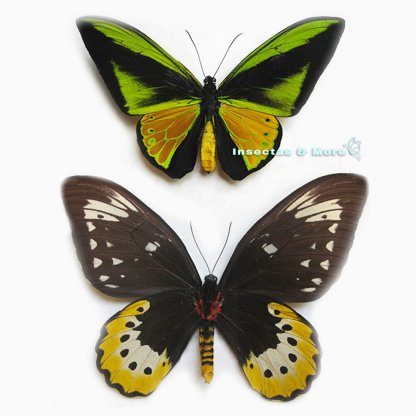 Ornithoptera Goliath Samson | Goliath Birdwing | Unmounted Pair | Entomology Material
