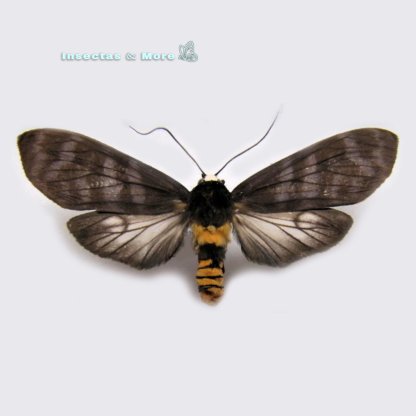 Pachydota peruviana Rare Moth Specimen Male Unmounted Taxidermy Entomology Peru