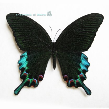 Papilio Chikae | Real Luzon Peacock | Very Rare Butterfly Specimen | Summer Form | Male | Unmounted