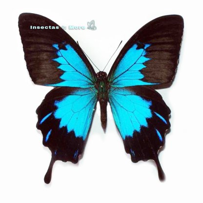 Papilio Ulysses Telegonus | Real Rare Butterfly | Male | Unmounted