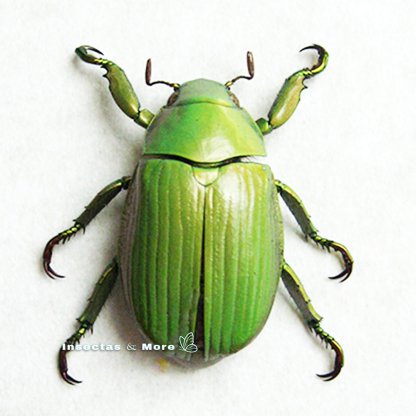 Plusiotis (Chrysina) alphabarrerai | Jewel Scarab Beetle | 30± mm | Unmounted