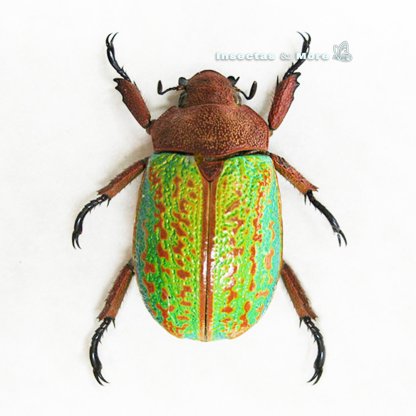 Plusiotis (Chrysina) victorina | Jewel Scarab Beetle | 30+ mm | Unmounted