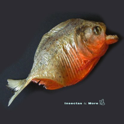 Pygocentrus nattereri | Red Bellied Piranha | Large Specimen