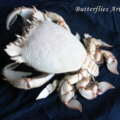 Ranina ranina | Giant Australian Spanner Crab | 12" | Rare