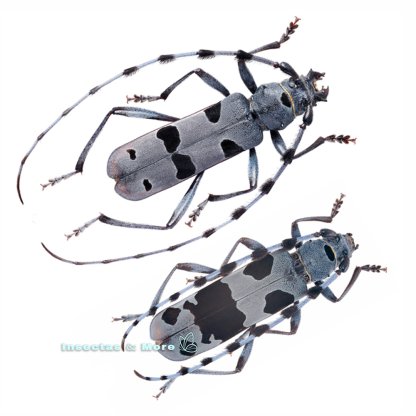 Rosalia Alpina | Real Alpine Longhorn Beetle | Pair (M/F) | Unmounted | Entomology Material