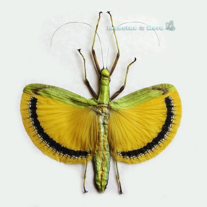 Tagesoidea nigrofasciata | Yellow Umbrella Walking Stick | Female | Unmounted