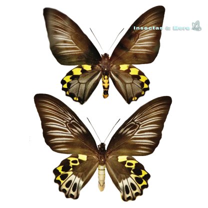 Troides Hypolitus Hypolitus | Real Golden Birdwing | Rare Butterfly Specimen | Pair XL | Unmounted