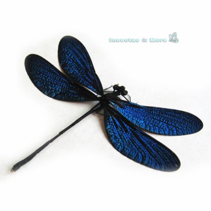 Vestalis Melania | Real Damselfly | Male | Unmounted | Entomology Material