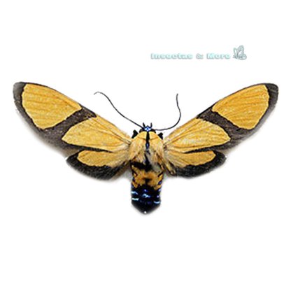 Xanthoarctia pseudameoides | Real Tiger Moth | Rare Moth Specimen | Male | Unmounted